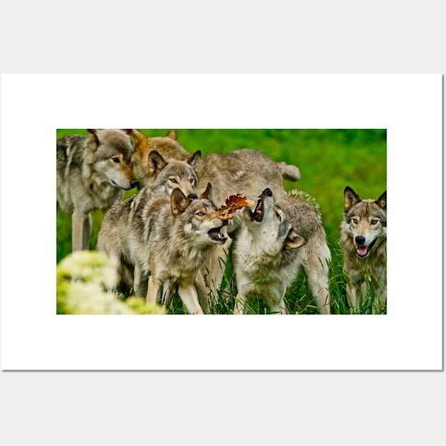 Timber Wolves Wall Art by jaydee1400